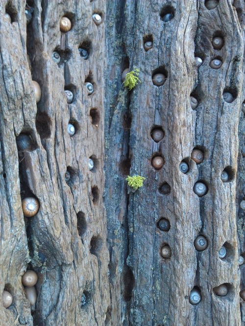 tree acorns woodpecker holes