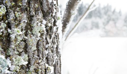 tree forest winter