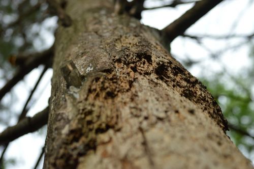 tree bark trunk