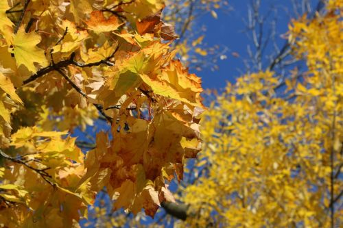 tree autumn yellow
