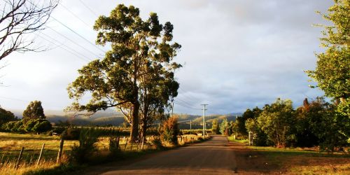 tree landscape nature