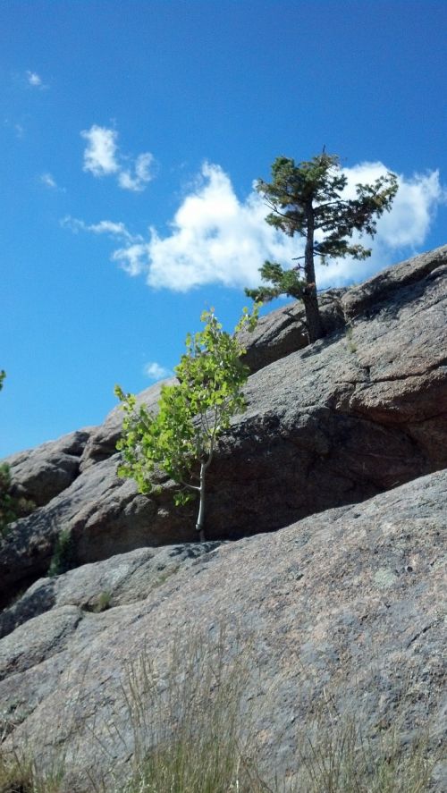 tree rock sky