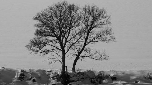 tree nature winter