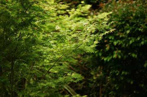 tree leaves green