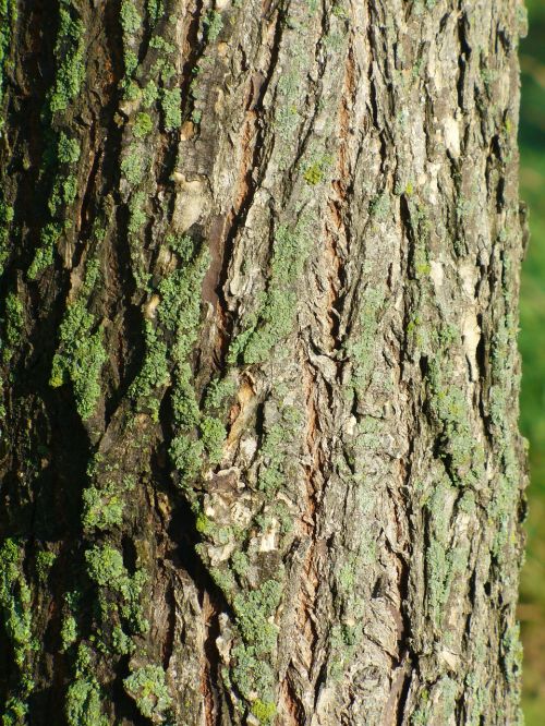 tree bark lichen