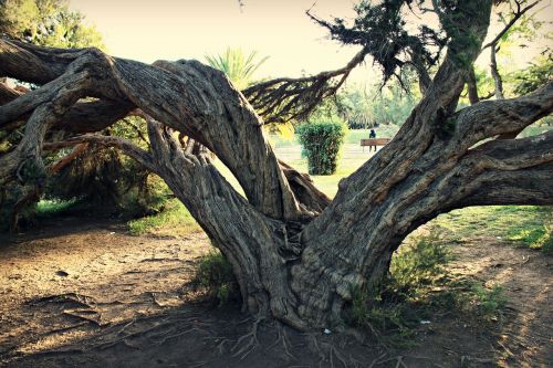 tree bark trunk