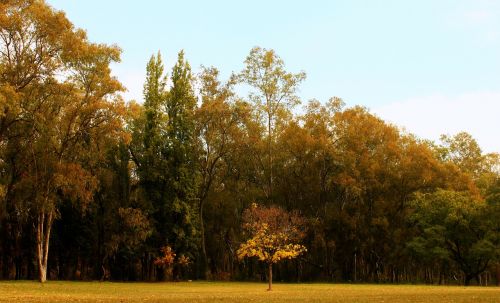 tree autumn park