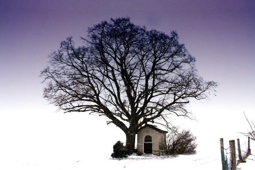 tree snow sky