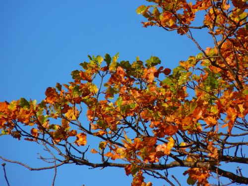 tree colorful leaves