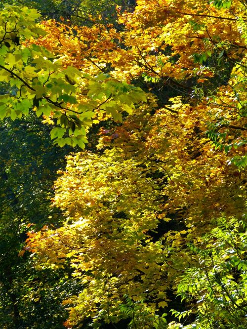 tree colorful leaves