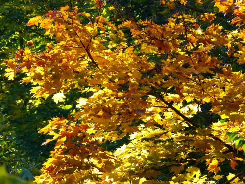 tree colorful leaves