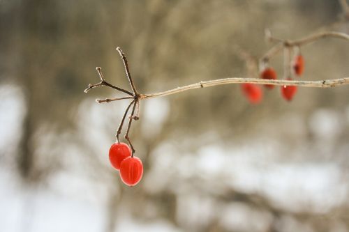 tree berries branch
