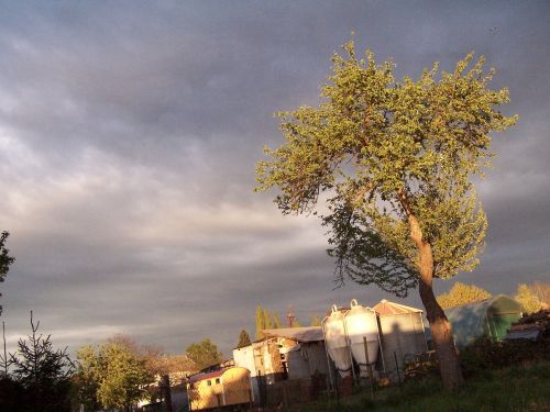 tree afternoon sky