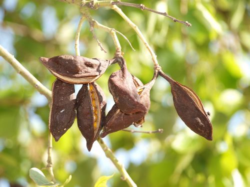 tree seeds green