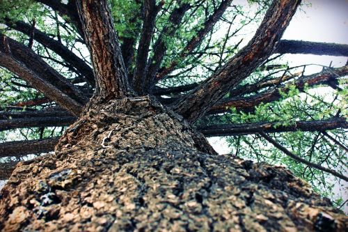 tree pine trunk