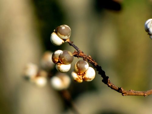 tree limb branch