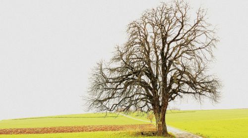 tree landscape fields