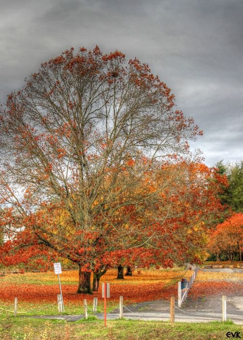 tree autumn sky