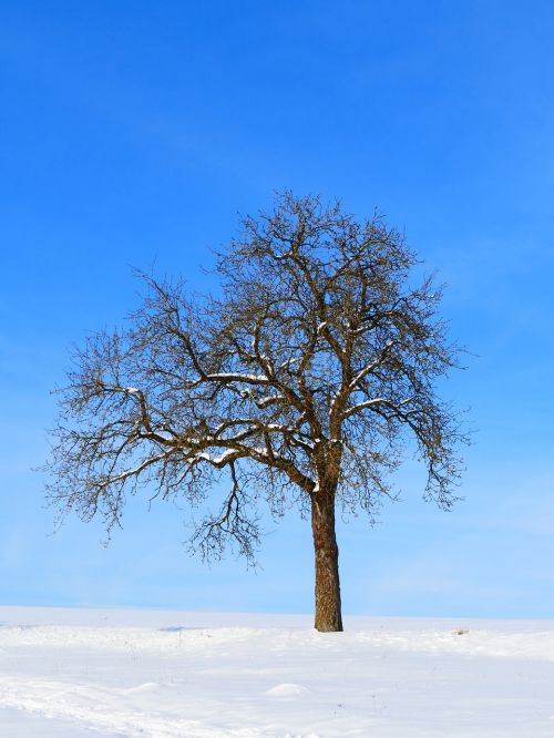 tree winter snow