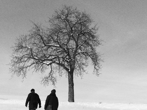 tree winter walk