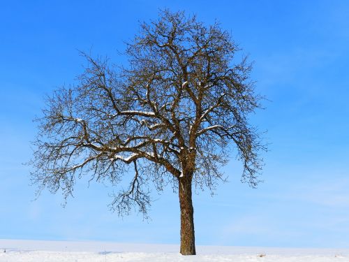 tree winter snow