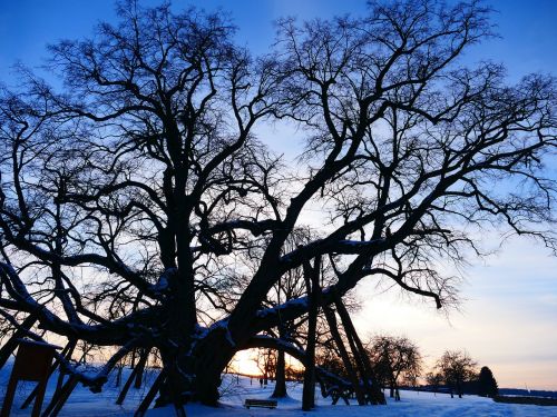 tree linde old