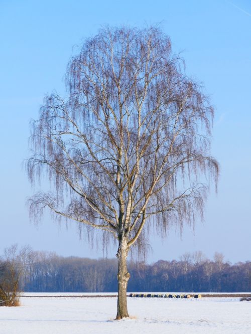 tree lonely birch