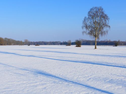 tree lonely birch