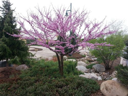 tree flowering spring