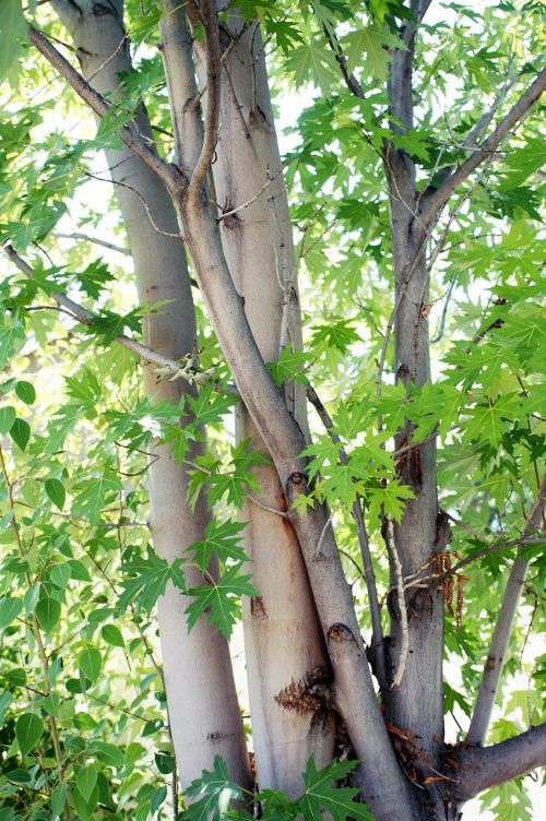 tree branches leaves