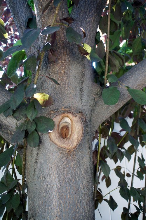 tree branches leaves