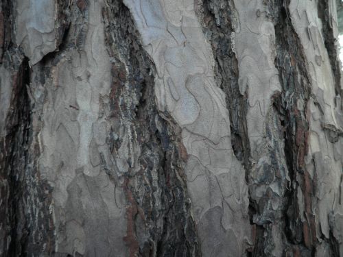 tree bark pine