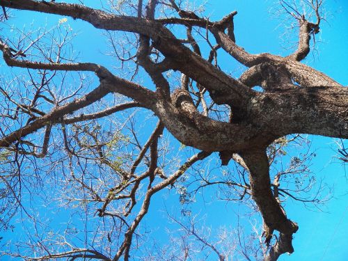 tree twigs sky