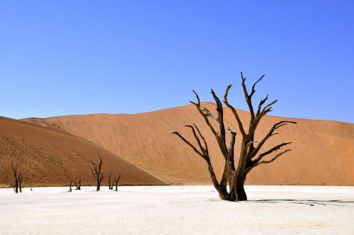 tree desert namibia
