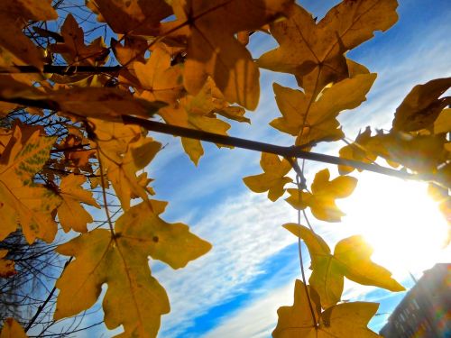 tree branch autumn