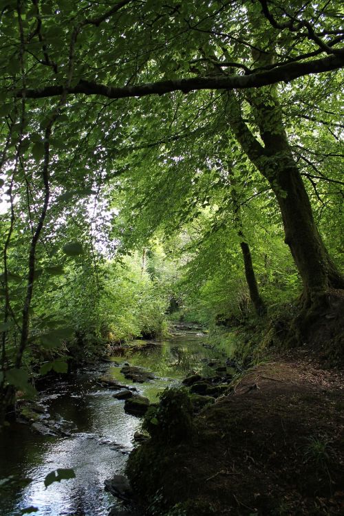 tree light river