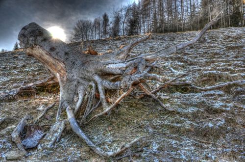 tree root hdr