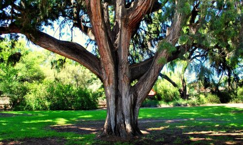 tree garden nature