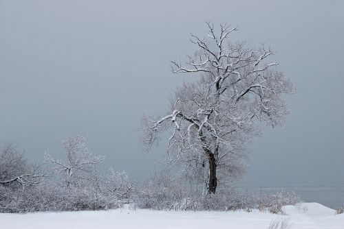 tree snow cold
