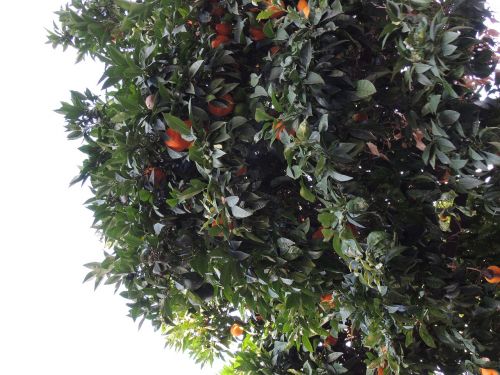 tree mandarins plants