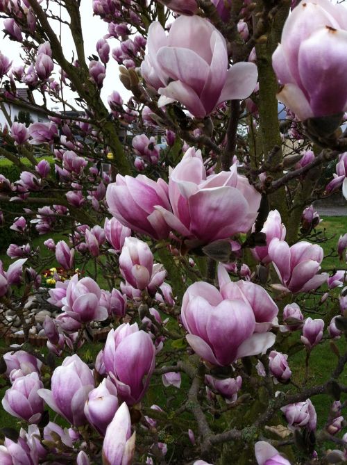 tree magnolia pink