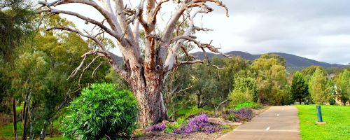 tree dead park