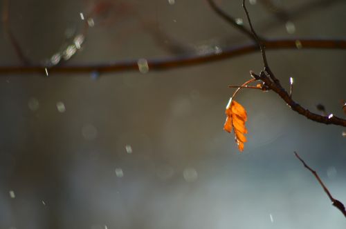 tree sheet spring