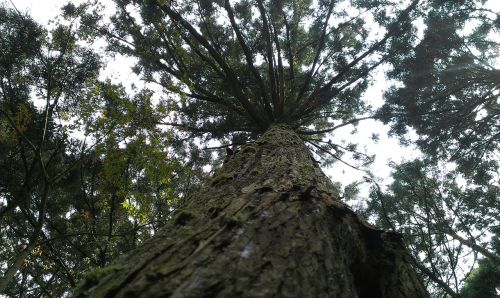 tree pine tree look up