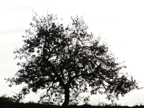 tree silhouette black and white