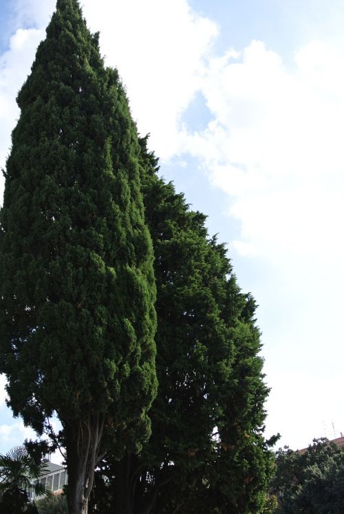 tree tuscany italy