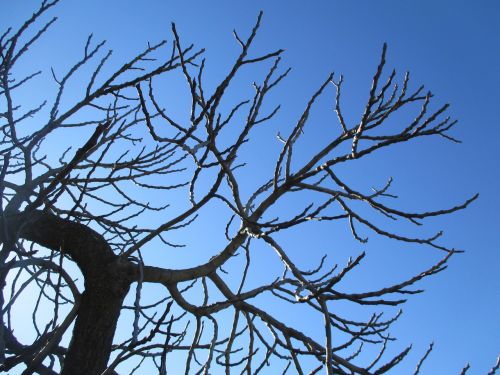 tree sky autumn