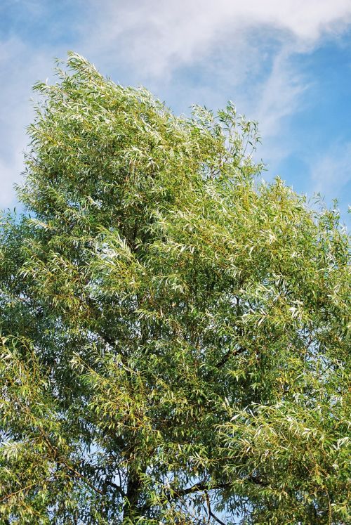 tree green foliage