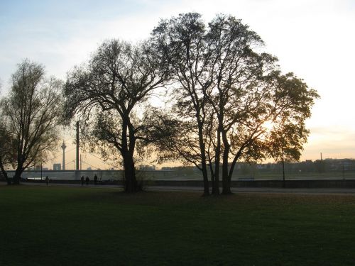 tree sunset nature