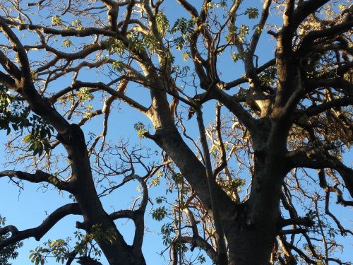 tree sky nature